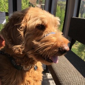 Meet your Posher, Annealea